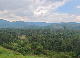 Hen Tae khao cafe, sawi Chumphon