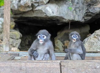Les Langurs, singes à lunettes, Chumphon