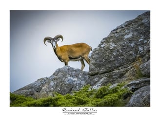 Mouflon de Corse caroux