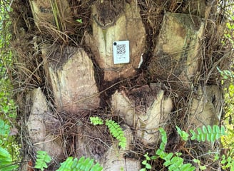 Marcación QR de palmas de aceite
