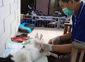 Hewan peliharaan seperti anjing dan kucing dapat mengurangi stres, kecemasan, dan perasaan kesepian.