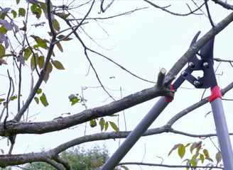 Using a cutting tool to prune the branches facing down in the tree