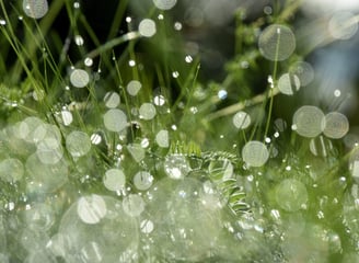 Nature photography: morning dew and bokeh in green grass.