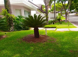 Manutenção de jardim