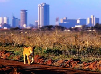 Lion at the Park