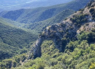 forêt des cèdres 