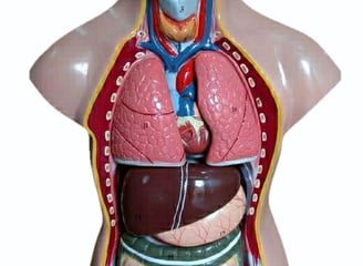  human body torso model