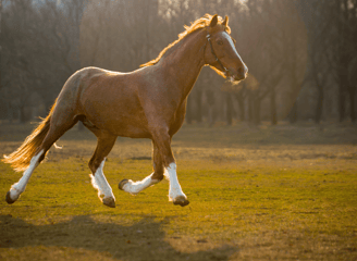 Magnétisme animal