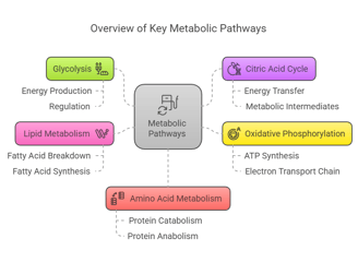Overview of Key Metabolic Pathways