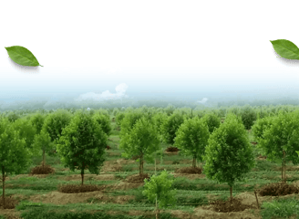 sandalwool farming