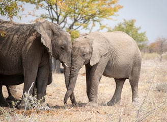 Elephants interlocking trunks