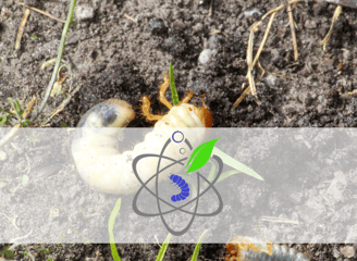 Insect Control Service