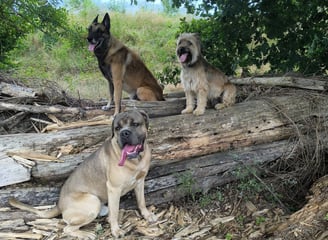 education canine instinct de meute