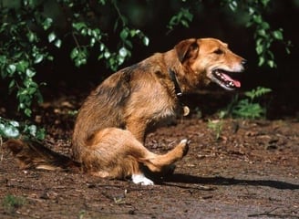 Anaalklieren legen hond kat