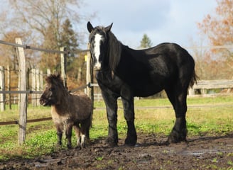 Un Shetland et un Percheron au pré