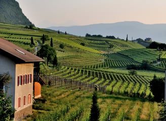 Azienda vitivinicola bio