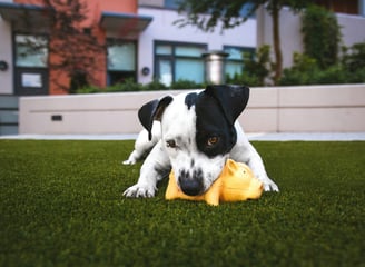Dogs enjoy their space again.