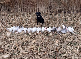 conservation goose hunts Tennessee