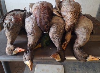 guided goose hunts