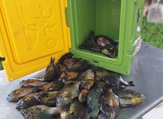 blue gill fishing guide