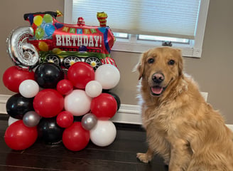 a dog sitting with balloons