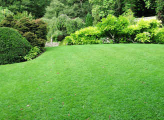 a lush green lawn with a lawn and trees