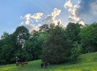 horse boarding lessons tri-cities - elizabethton tn