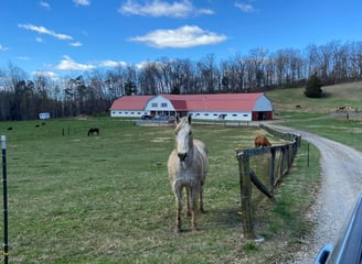 board a horse elizabethton tn