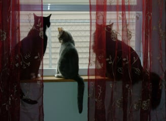 Animal Reiki