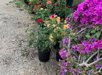 Tropical Gardens Nursery