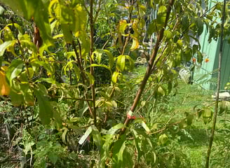 Tropical Gardens Nursery