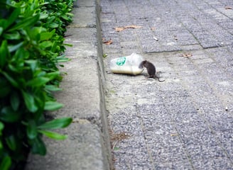 rats dans une rue
