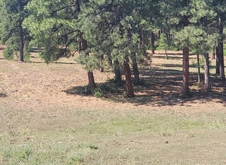 Dry field full of trees