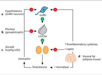 Testosterone hormone axis and feedback loop
