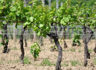 Ecological maintenance of vineyards in Mallorca