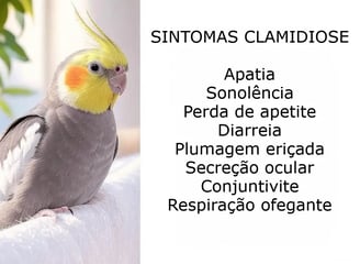 clamidiose