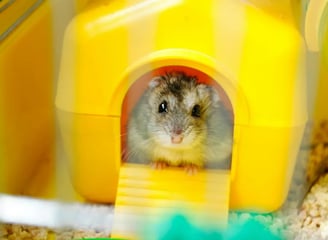 Hamster cafe dentro de una pequeña casa amarailla