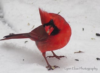 Red Cardinal eating bird seed in the snow in Audubon, New Jersey