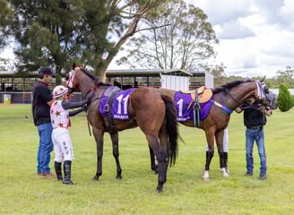 Horses being unsaddled after a race at Nanango