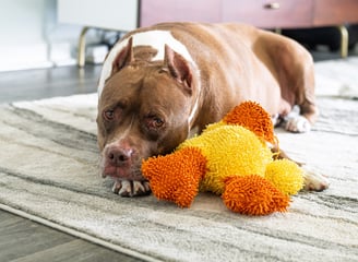 a dog laying on a rug with a toy duck