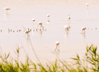 Biodiversità Delta del Po e del Polesine
