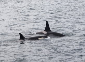 Killer whale in Andfjorden