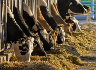 Cows feeding in a barn on the farm where we provide services