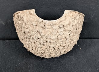 single House Martin nest cup by Nest Cup Box