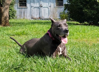 a dog sitting in the clean grass
