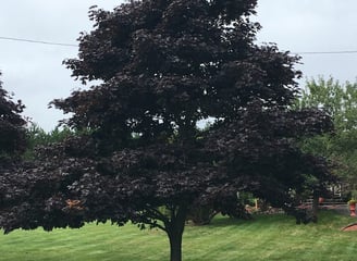 Tree Pruning