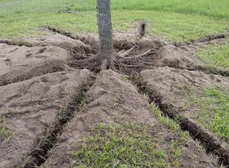 Tree Root Enhancement