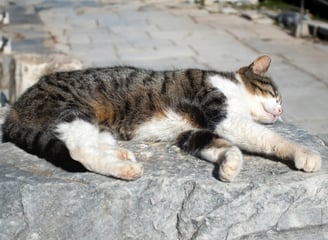 a grey, white and black cat sleeps on a stone