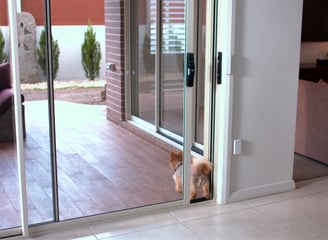 dog entering an automatic door