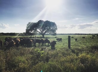 beef tallow all-natural skincare products